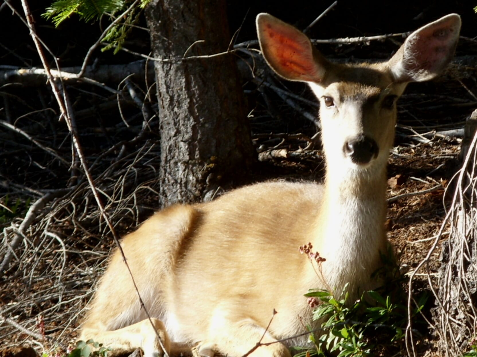 Wildlife